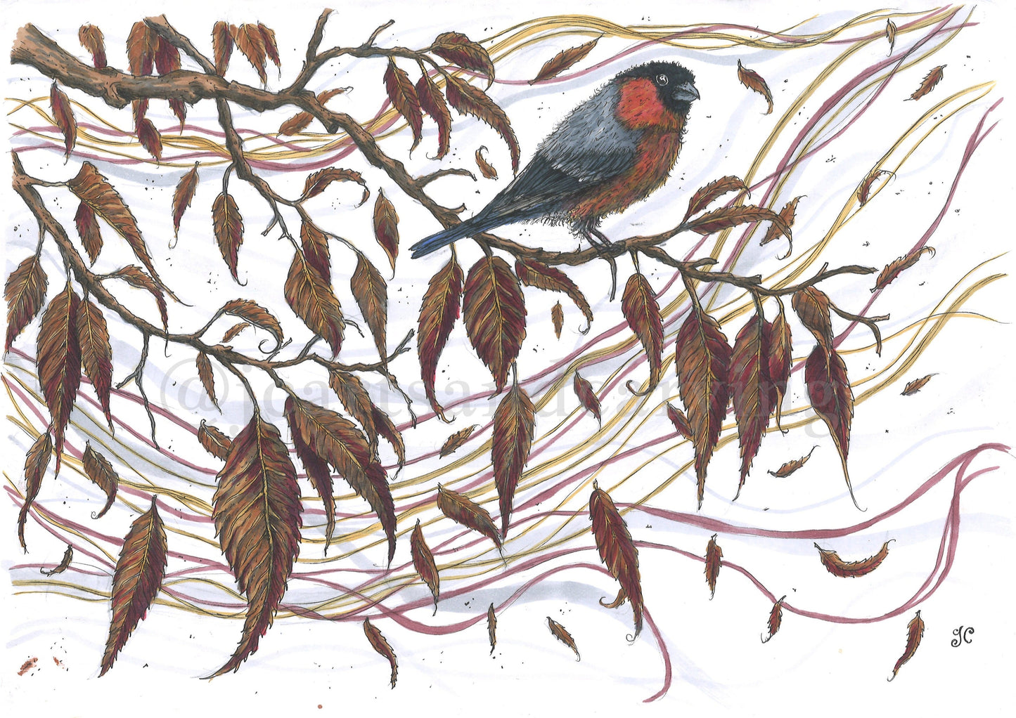 A Bullfinch In Autumn A3 Mounted Print