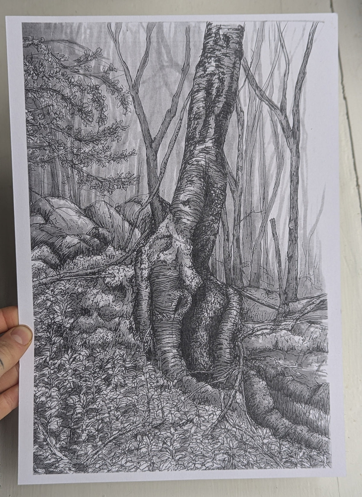 Melting Silver Birch A4 Mounted Print